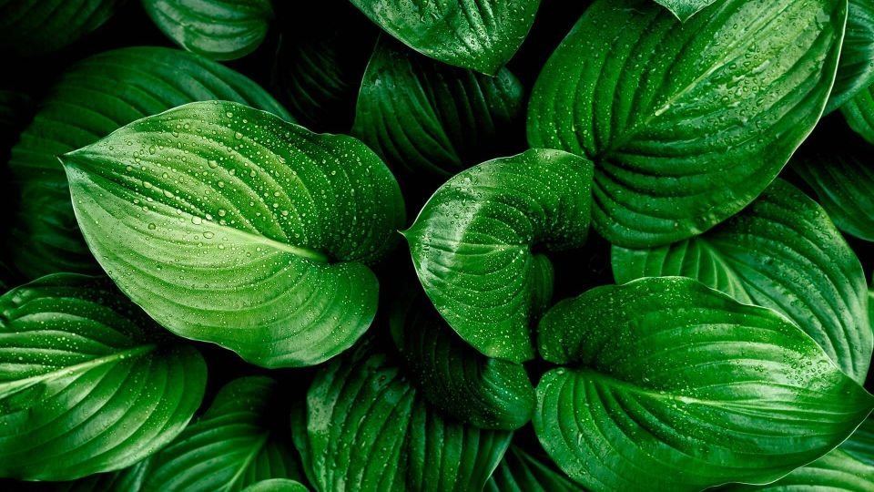 aramax canarias ecolabel
